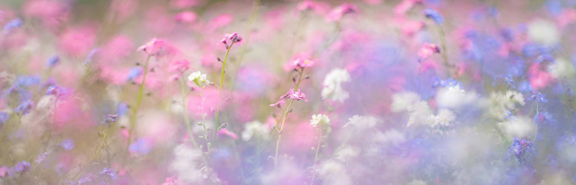 Bilde av en blomstereng